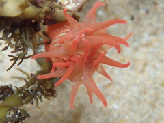 Epiactis australiensis