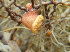 Epiactis australiensis