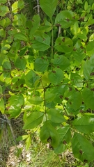 Fraxinus ornus