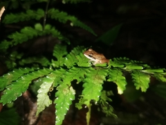 Pristimantis achatinus