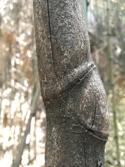 Neotama mexicana