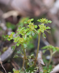 Chrysosplenium echinus