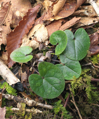 Asarum fauriei takaoi