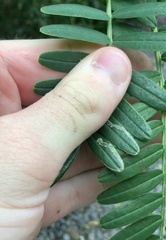 Liriomyza clianthi