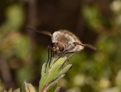 Eusurbus crassilabris