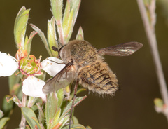 Eusurbus crassilabris