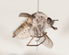 Eusurbus crassilabris