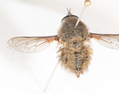 Eusurbus crassilabris