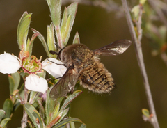 Eusurbus crassilabris