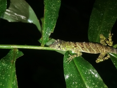 Anolis princeps