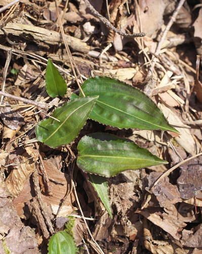 Tipularia japonica iNat (2)