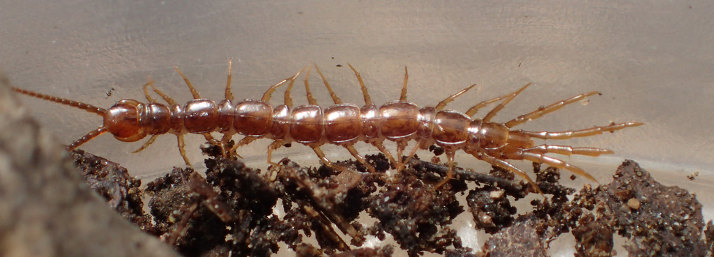 Nothembius