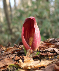 Symplocarpus renifolius