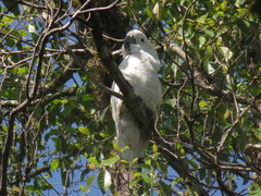 Cacatua alba