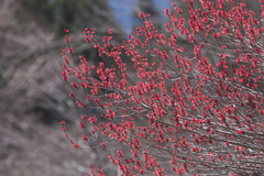 Acer pycnanthum