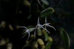 Bulbophyllum kwangtungense