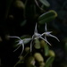 Bulbophyllum kwangtungense - Photo (c) ymr1230, some rights reserved (CC BY-NC), uploaded by ymr1230