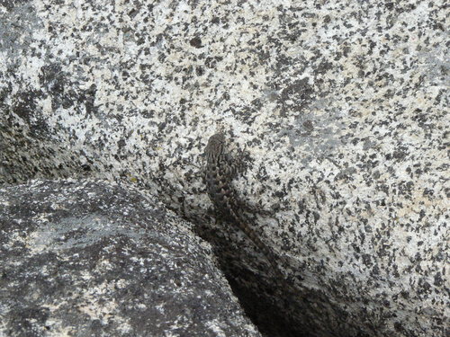 iNaturalist observation photo of Western Fence Lizard