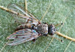 Lispocephala alma