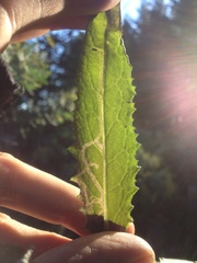 Phytomyza syngenesiae