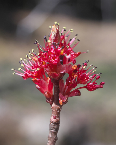 Hananoki Maple (Acer pycnanthum)