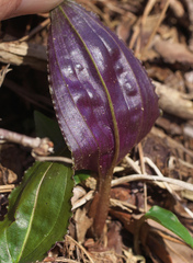 Tipularia japonica