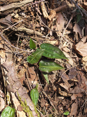Tipularia japonica