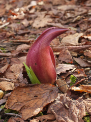 Symplocarpus renifolius