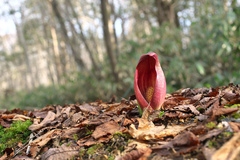 Symplocarpus renifolius
