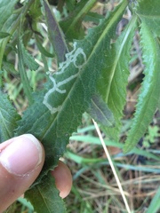 Phytomyza syngenesiae