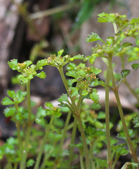 Chrysosplenium echinus
