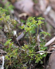 Chrysosplenium echinus