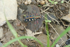 Cosmodela aurulenta aurulenta