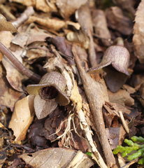 Asarum fauriei takaoi