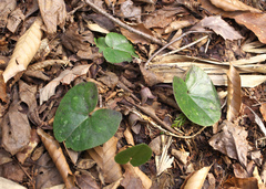 Asarum fauriei takaoi