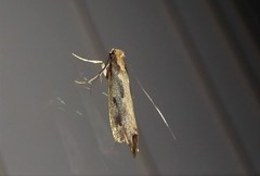 Tinea pallescentella