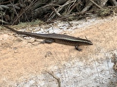 Zonosaurus madagascariensis