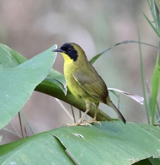Geothlypis semiflava