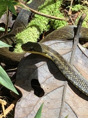 Thamnosophis epistibes