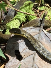 Thamnosophis epistibes