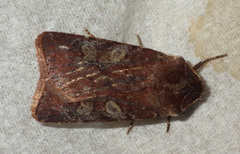 Cerastis leucographa