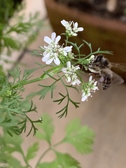 Apis mellifera unicolor