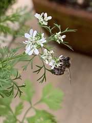 Apis mellifera unicolor