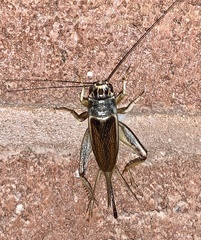 Gryllus staccato