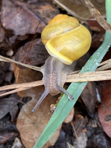 White-lipped Snail (London’s Animals) · iNaturalist