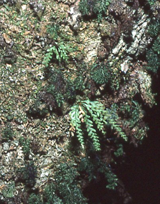 Calymmodon curtus