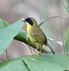 Geothlypis semiflava