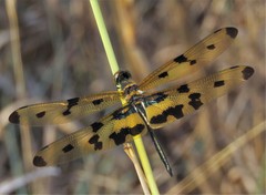 Rhyothemis variegata