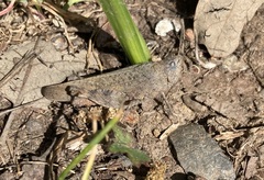 Trimerotropis occidentalis