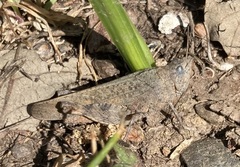 Trimerotropis occidentalis